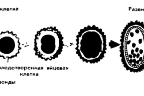 Kraken17 at сайт