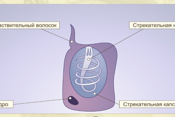 Пользователь не найден kraken