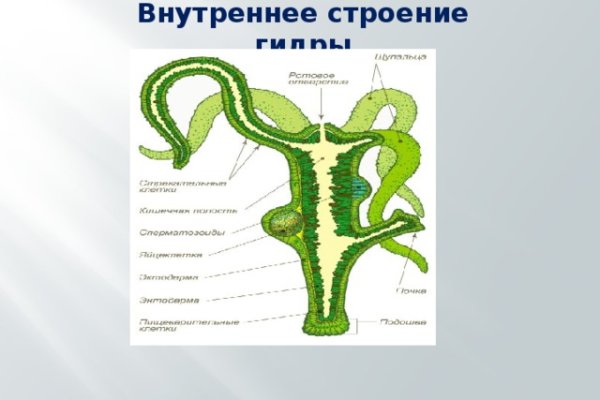 Кракен гидра